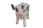 Load image into Gallery viewer, Baby Spotted Pig Statue - Muskoka Fire Pits
